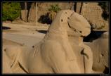 b071121 - 5544 - Temple de Karnak