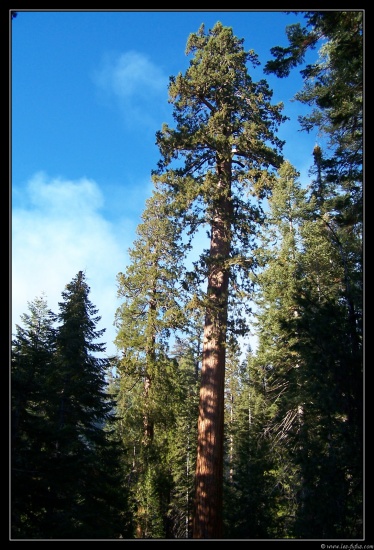 b191006 - 1053 - Mariposa Grove