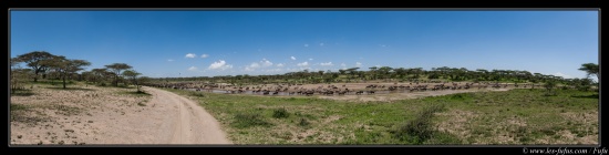 25/01/14 - Gnous au Serengeti