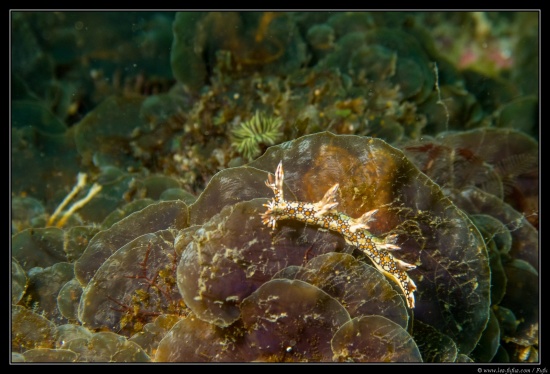 Cebu / Philippines 2018