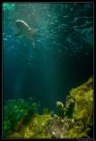 b070916 - 3213 - Dingle Aquarium