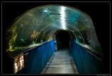 b070916 - 3231 - Dingle Aquarium
