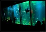 b070916 - 3204 - Dingle Aquarium